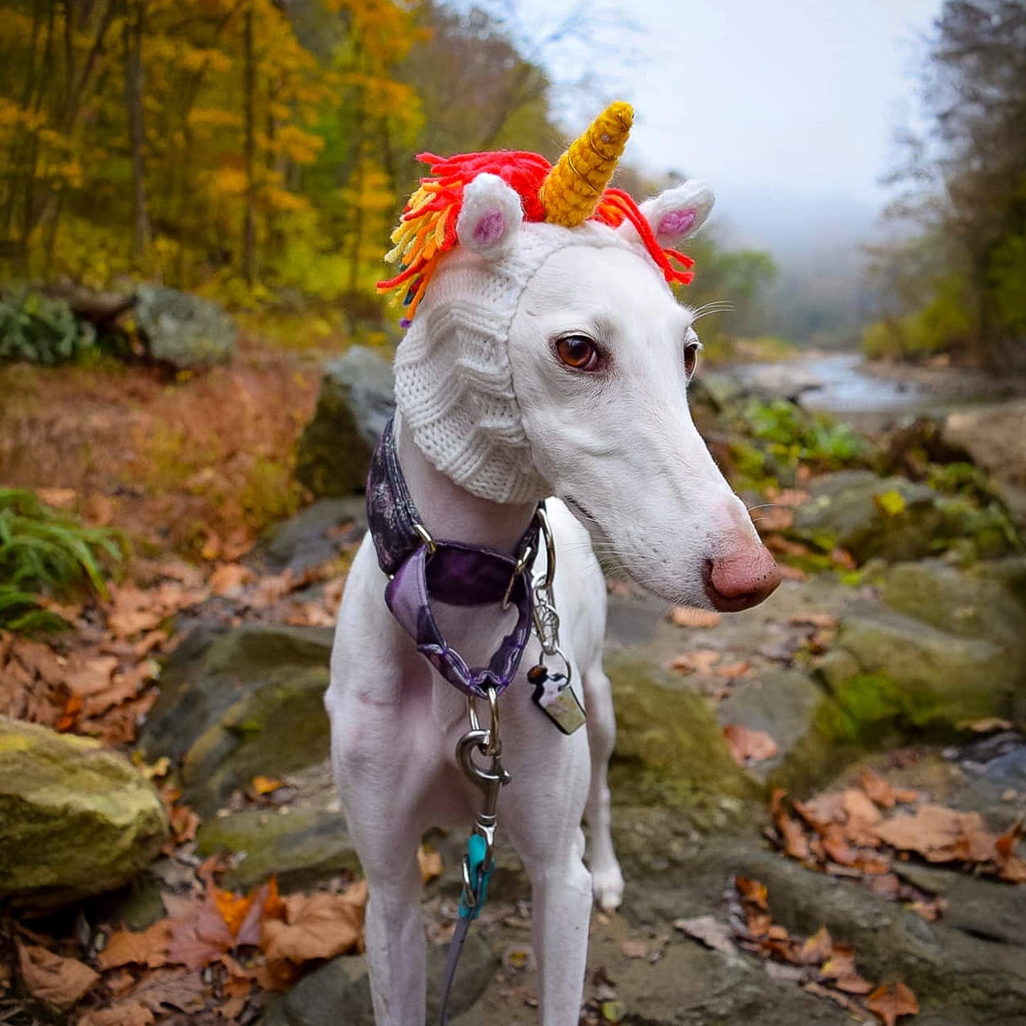 Unicorn Dog Snood