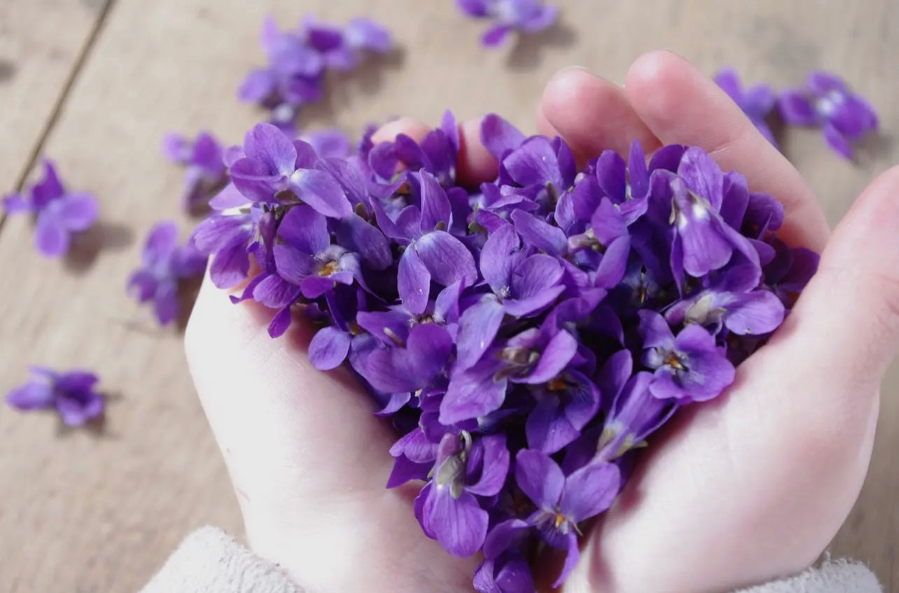 Traditions De France Hard Candy in Violet