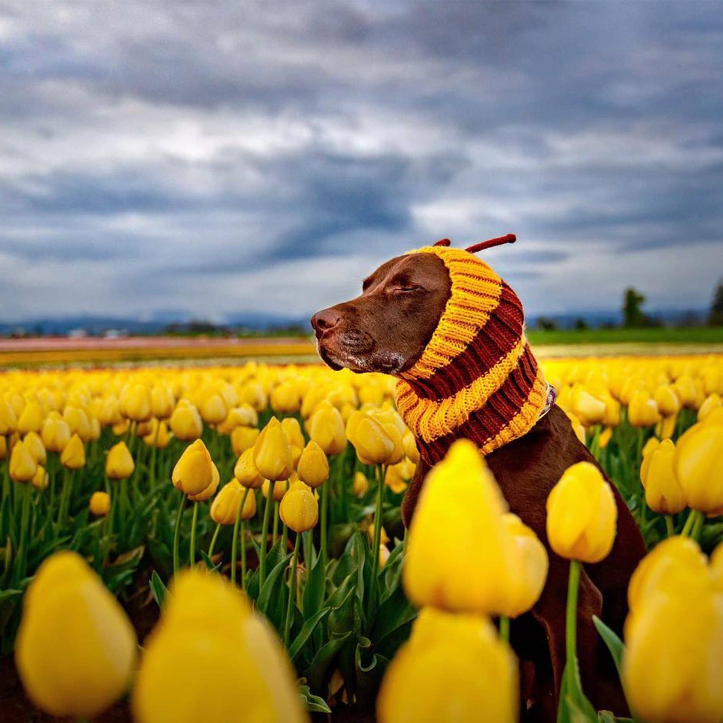 Bee Dog Snood
