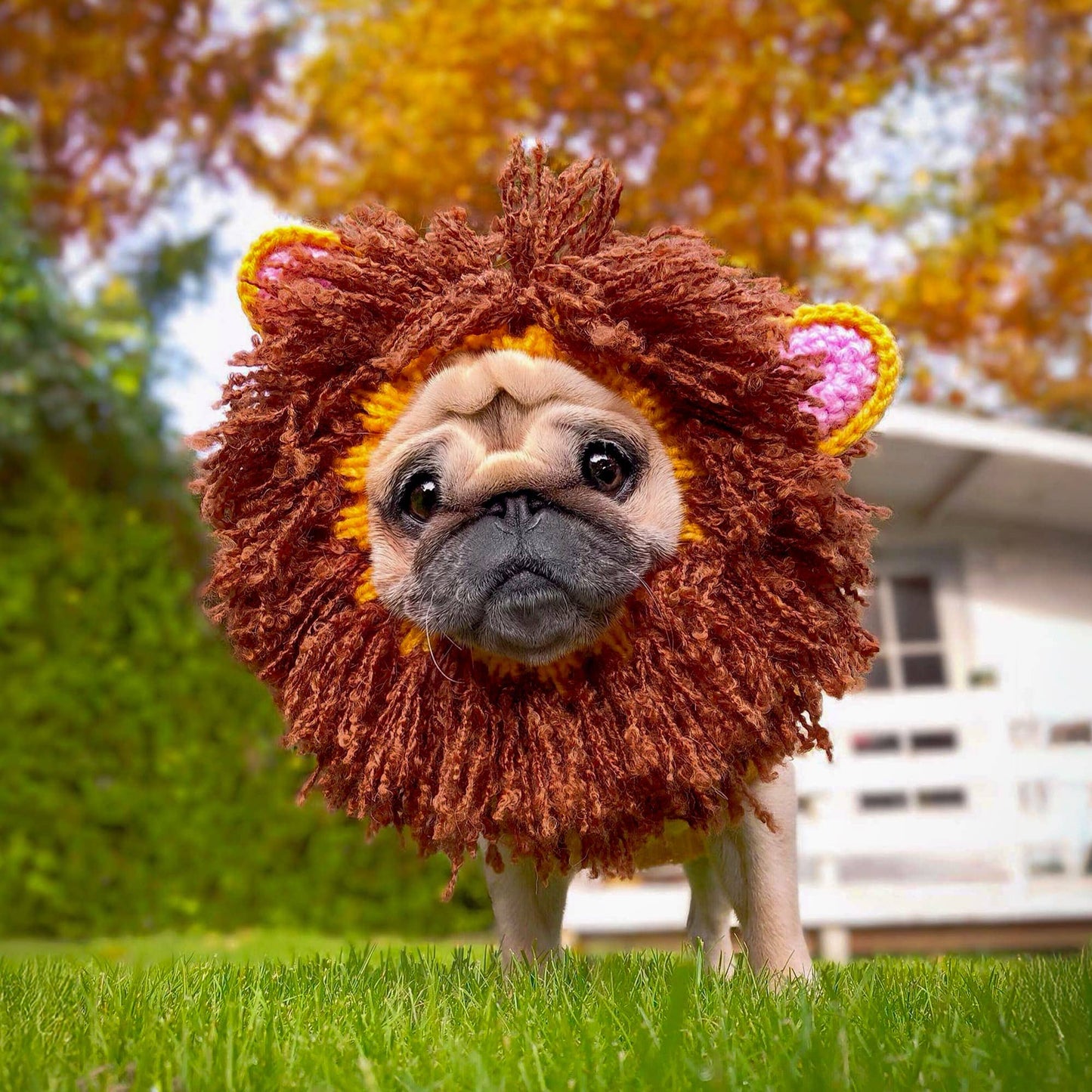 Lion Dog Snood